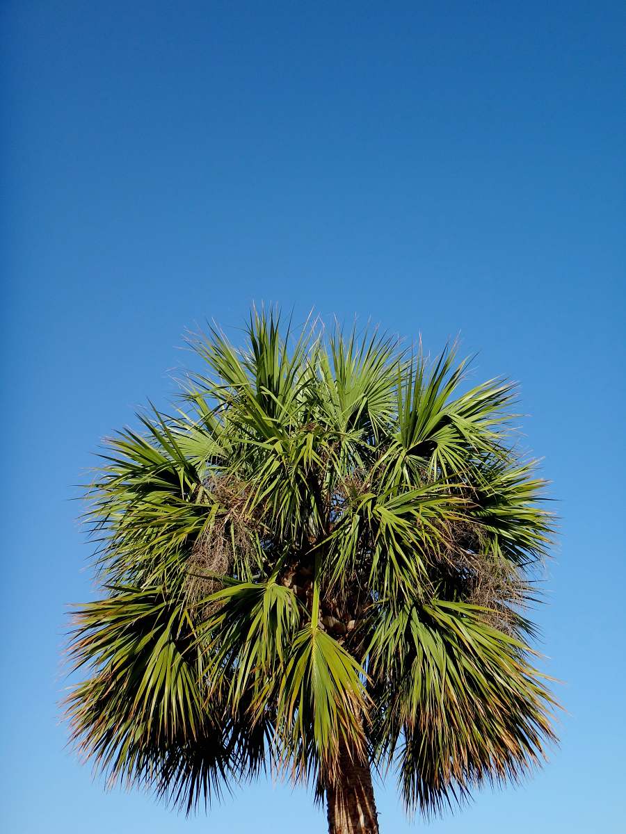 palm tree green palm tree under blue sky arecaceae